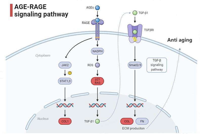 Proteomics analysis of the ECM regulatory network