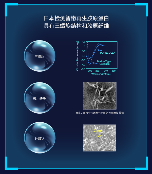 卓越的再生胶原蛋白抗衰与修复效果 上海交通大学药学院药物分析博士、上海鹿明生物研发总监彭章晓通过领先4D-DIA蛋白组学质谱技术分析结论：波格因（智嫩再生胶原蛋白）作用于人成纤维细胞后，能够检测6600多种蛋白表达，与对照组相比，发现智嫩胶原蛋白处理组人成纤维细胞有154种蛋白被促进表达（包括8种胶原蛋白COL和1种弹性蛋白ELN高表达），智嫩通过AGE-RAGE信号通路发挥皮肤抗衰功效，同时差异表达蛋白中并未富集到细胞死亡或凋亡信号通路，说明智嫩再生胶原蛋白安全和无毒。