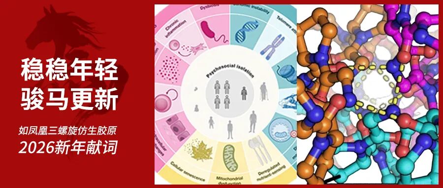 比难更难，我们涅槃重生。稳稳2026，如凤凰三螺旋仿生胶原新年献词，让坚韧有光！